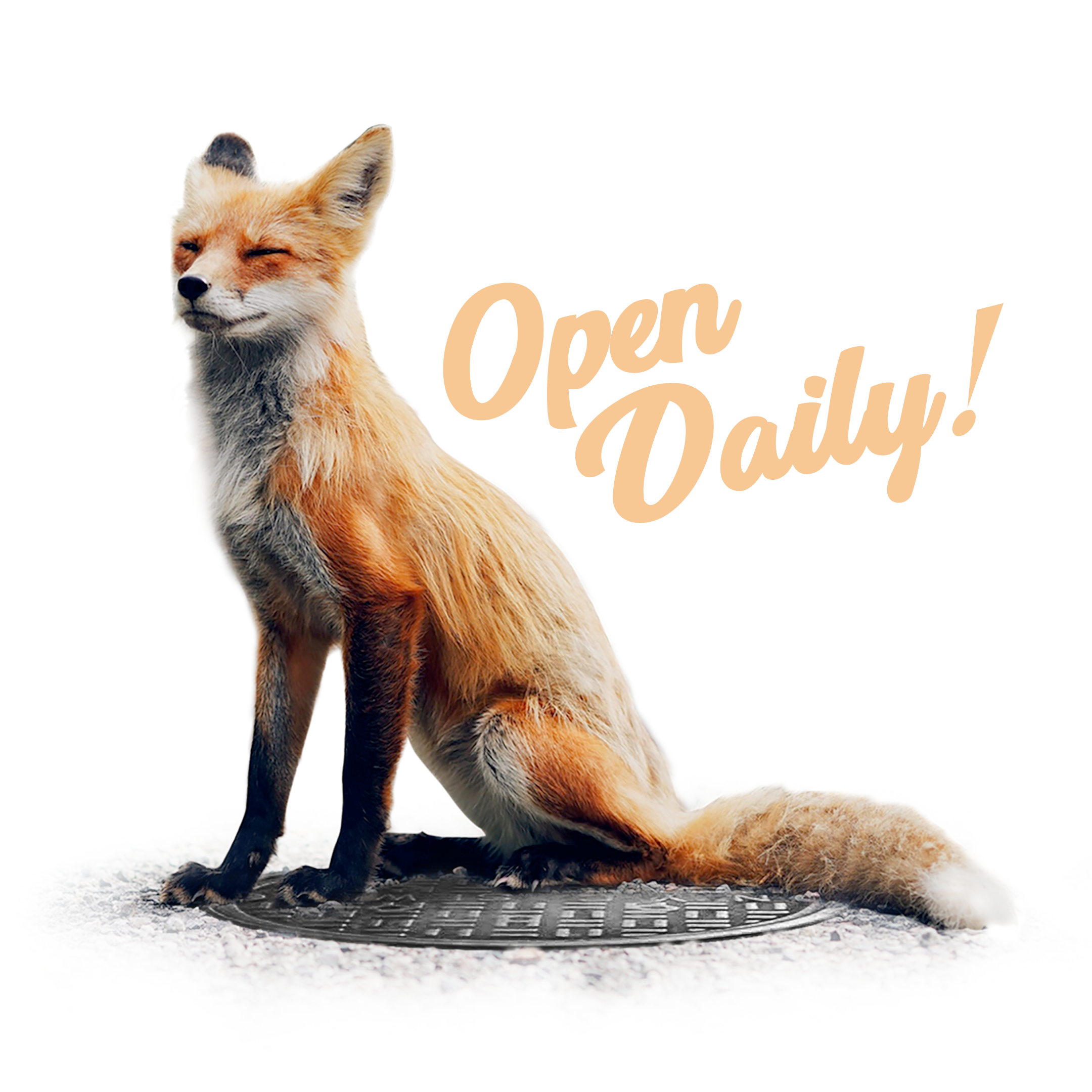 Open Daily graphic featuring a fox used by the best Vermont dispensary.